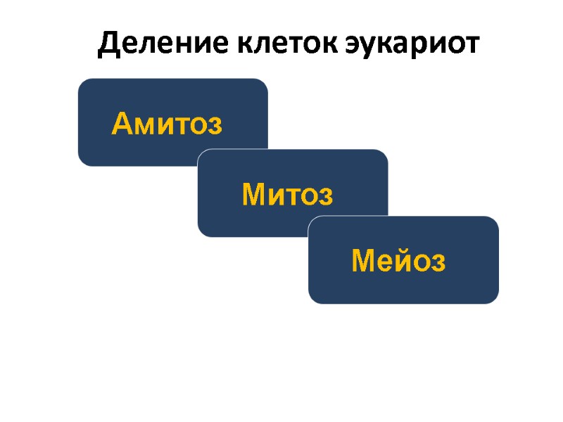 Деление клеток эукариот Амитоз  Митоз  Мейоз